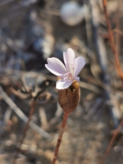 Petrorhagia prolifera