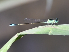 Ischnura