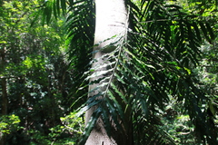 Lomariopsis boninensis