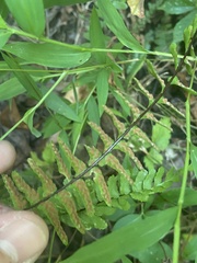 Asplenium platyneuron