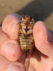 Dytiscus marginalis