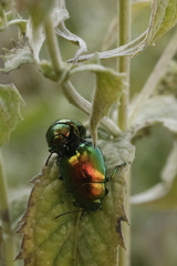 Chrysolina herbacea