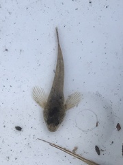 Cottus perifretum