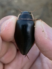 Dytiscus marginalis
