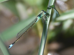 Ischnura