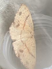 Cyclophora punctaria