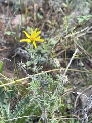 Heterotheca hirsutissima