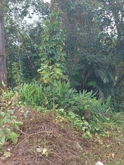Hedychium coronarium