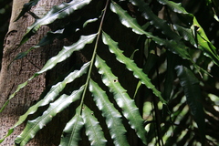 Lomariopsis boninensis