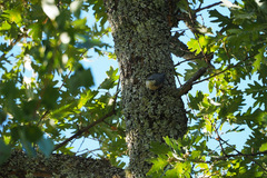 Sitta europaea