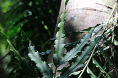 Lomariopsis boninensis