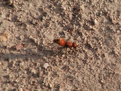 Dasymutilla nigripes