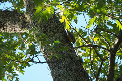 Sitta europaea