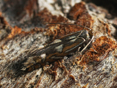 Phyllonorycter strigulatella