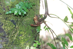 Lomariopsis boninensis