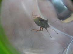Pentatoma rufipes