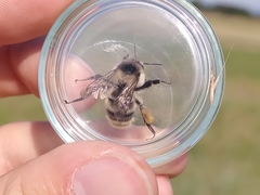 Bombus sylvarum