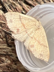 Cyclophora punctaria
