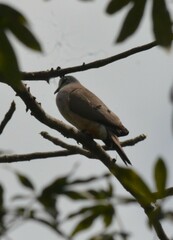Streptopelia senegalensis