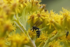 Cerceris rybyensis