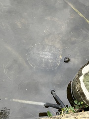 Trachemys scripta