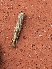 Agriphila vulgivagellus