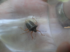 Pentatoma rufipes