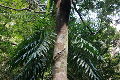 Lomariopsis boninensis