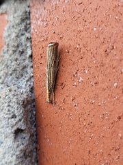 Agriphila vulgivagellus