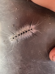 Lophocampa caryae