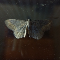 Hypagyrtis