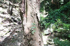 Arthropteris palisotii