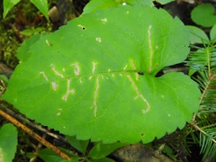 Scrobipalpula manierreorum