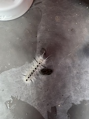 Lophocampa caryae