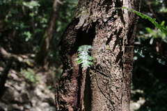 Arthropteris palisotii