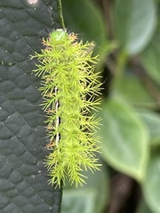 Automeris liberia