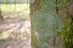 Lecidella elaeochroma