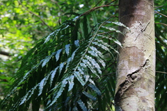 Lomariopsis boninensis