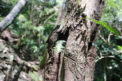Arthropteris palisotii