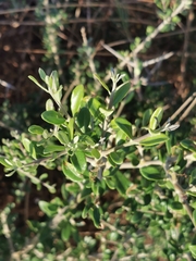 Rhamnus lycioides