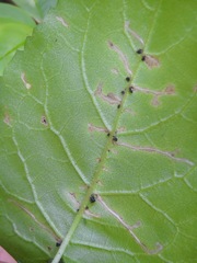 Scrobipalpula manierreorum