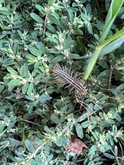 Scutigera coleoptrata