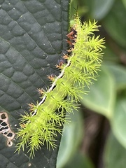 Automeris liberia