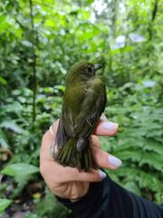 Cryptopipo litae litae