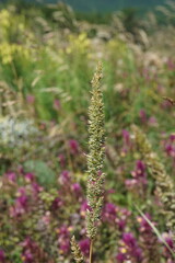 Phleum phleoides