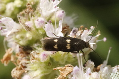 Parascythris muelleri