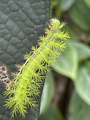 Automeris liberia