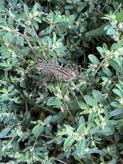 Scutigera coleoptrata