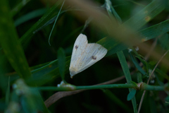 Rivula sericealis