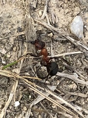 Formica rufa